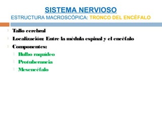 SISTEMA NERVIOSO
    ESTRUCTURA MACROSCÓPICA: TRONCO DEL ENCÉFALO

   Tallo cerebral
   Localización: Entre la médula espinal y el encéfalo
   Componentes:
     Bulbo raquídeo

     Protuberancia

     Mesencéfalo
 