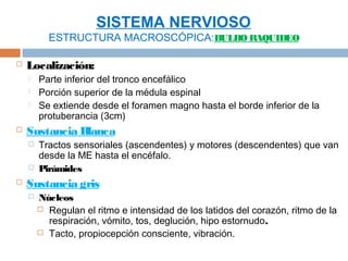 SISTEMA NERVIOSO
          ESTRUCTURA MACROSCÓPICA:BULBO RAQUIDEO

   Localización:
       Parte inferior del tronco encefálico
       Porción superior de la médula espinal
       Se extiende desde el foramen magno hasta el borde inferior de la
        protuberancia (3cm)
   Sustancia Blanca
       Tractos sensoriales (ascendentes) y motores (descendentes) que van
        desde la ME hasta el encéfalo.
       Pirámides
   Sustancia gris
       Núcleos
         Regulan el ritmo e intensidad de los latidos del corazón, ritmo de la
          respiración, vómito, tos, deglución, hipo estornudo.
         Tacto, propiocepción consciente, vibración.
 