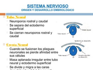 SISTEMA NERVIOSO
                ORIGEN Y DESARROLLO EMBRIOLÓGICO

   Tubo Neural
       Neuroporos rostral y caudal
       Se separa del ectodermo
        superficial
       Se cierran neuroporos rostral y
        caudal

   Cresta Neural
       Cuando se fusionan los pliegues
        neuronales se pierde afinidad entre
        sus células
       Masa aplanada irregular entre tubo
        neural y ectodermo superficial
       Se divide y migra a las caras
 