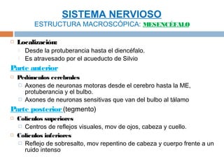SISTEMA NERVIOSO
           ESTRUCTURA MACROSCÓPICA: MESENCÉFALO

   Localización:
       Desde la protuberancia hasta el diencéfalo.
       Es atravesado por el acueducto de Silvio
Parte anterior
   Pedúnculos cerebrales
     Axones de neuronas motoras desde el cerebro hasta la ME,
      protuberancia y el bulbo.
     Axones de neuronas sensitivas que van del bulbo al tálamo

Parte posterior (tegmento)
   Colículos superiores
     Centros de reflejos visuales, mov de ojos, cabeza y cuello.
   Colículos inferiores
     Reflejo de sobresalto, mov repentino de cabeza y cuerpo frente a un
      ruido intenso
 