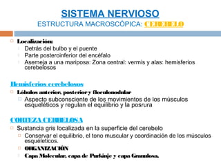 SISTEMA NERVIOSO
            ESTRUCTURA MACROSCÓPICA: CEREBELO

   Localización:
     Detrás del bulbo y el puente
     Parte posteroinferior del encéfalo
     Asemeja a una mariposa: Zona central: vermis y alas: hemisferios
      cerebelosos

Hemisferios cerebelosos
   Lóbulos anterior, posterior y floculonodular
       Aspecto subconsciente de los movimientos de los músculos
        esqueléticos y regulan el equilibrio y la posrura

CORTEZA CERBELOSA
   Sustancia gris localizada en la superficie del cerebelo
     Conservar el equilibrio, el tono muscular y coordinación de los músculos
      esquéleticos.
     ORGANIZACIÓN

     Capa Molecular, capa de Purkinje y capa Granulosa.
 
