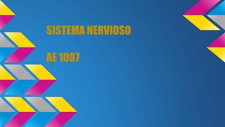SISTEMA NERVIOSO
AE 1007
 