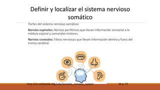 Definir y localizar el sistema nervioso 
somático 
Partes del sistema nervioso somático: 
Nervios espinales: Nervios periféricos que llevan información sensorial a la 
médula espinal y comandos motores. 
Nervios craneales: Fibras nerviosas que llevan información dentro y fuera del 
tronco cerebral. 
http://en.wikipedia.org/wiki/Somatic_nervous_system M p. 57 
 