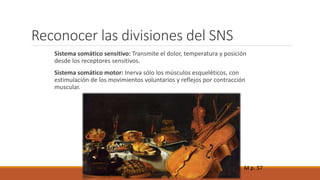 Reconocer las divisiones del SNS 
Sistema somático sensitivo: Transmite el dolor, temperatura y posición 
desde los receptores sensitivos. 
Sistema somático motor: Inerva sólo los músculos esqueléticos, con 
estimulación de los movimientos voluntarios y reflejos por contracción 
muscular. 
M p. 57 
 