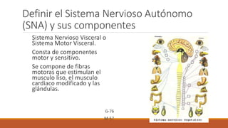 Definir el Sistema Nervioso Autónomo 
(SNA) y sus componentes 
Sistema Nervioso Visceral o 
Sistema Motor Visceral. 
Consta de componentes 
motor y sensitivo. 
Se compone de fibras 
motoras que estimulan el 
musculo liso, el musculo 
cardiaco modificado y las 
glándulas. 
G-76 
M-57 
 