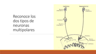 Reconoce los 
dos tipos de 
neuronas 
multipolares 
 
