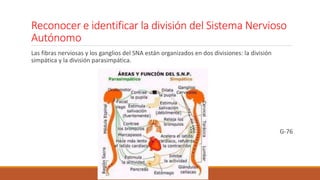 Reconocer e identificar la división del Sistema Nervioso 
Autónomo 
Las fibras nerviosas y los ganglios del SNA están organizados en dos divisiones: la división 
simpática y la división parasimpática. 
G-76 
 