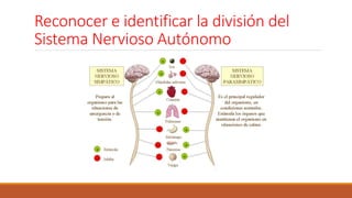 Reconocer e identificar la división del 
Sistema Nervioso Autónomo 
 