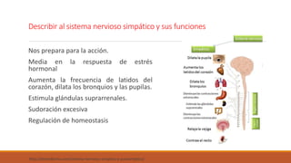 Describir al sistema nervioso simpático y sus funciones 
Nos prepara para la acción. 
Media en la respuesta de estrés 
hormonal 
Aumenta la frecuencia de latidos del 
corazón, dilata los bronquios y las pupilas. 
Estimula glándulas suprarrenales. 
Sudoración excesiva 
Regulación de homeostasis 
http://demedicina.com/sistema-nervioso-simptico-y-parasimptico/ 
 