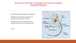 Reconocer y localizar los ganglios del sistema simpático. 
PARAVERTEBRALES: 
Forman troncos simpáticos (cadenas) 
Ganglio paravertebral superior: se 
localiza en la base del cráneo. 
Ganglio impar: en la parte inferior. 
(unión de troncos al nivel del cóccix. 
M. 58 
 