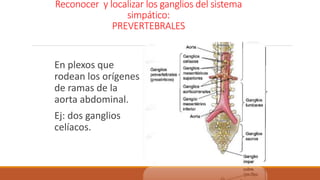 Reconocer y localizar los ganglios del sistema 
simpático: 
PREVERTEBRALES 
En plexos que 
rodean los orígenes 
de ramas de la 
aorta abdominal. 
Ej: dos ganglios 
celíacos. 
 