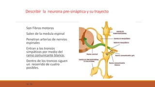 Describir la neurona pre-sináptica y su trayecto 
Son Fibras motoras 
Salen de la medula espinal 
Penetran arterias de nervios 
espinales 
Entran a los troncos 
simpáticos por medio del 
ramo comunicante blanco. 
Dentro de los troncos siguen 
un recorrido de cuatro 
posibles. 
M. 58 
 