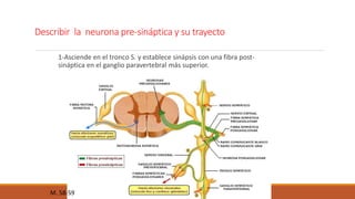 Describir la neurona pre-sináptica y su trayecto 
1-Asciende en el tronco S. y establece sinápsis con una fibra post-sináptica 
en el ganglio paravertebral más superior. 
M. 58-59 
 
