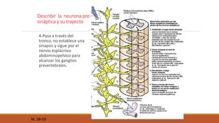 Describir la neurona pre-sináptica 
y su trayecto 
4-Pasa a través del 
tronco, no establece una 
sinapsis y sigue por el 
nervio esplácnico 
abdominopelvico para 
alcanzar los ganglios 
prevertebrales. 
M. 58-59 
 