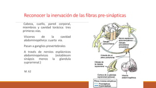 Reconocer la inervación de las fibras pre-sinápticas 
Cabeza, cuello, pared corporal, 
miembros y cavidad torácica: tres 
primeras vías. 
Vísceras de la cavidad 
abdominopélvica: cuarta vía. 
Pasan a ganglios prevertebrales 
A través de nervios esplácnicos 
abdominopelvicos (establecen 
sinápsis menos la glandula 
suprarrenal.) 
M. 62 
 