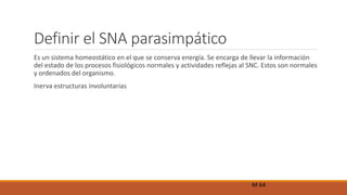 Definir el SNA parasimpático 
Es un sistema homeostático en el que se conserva energía. Se encarga de llevar la información 
del estado de los procesos fisiológicos normales y actividades reflejas al SNC. Estos son normales 
y ordenados del organismo. 
Inerva estructuras involuntarias 
M 64 
 