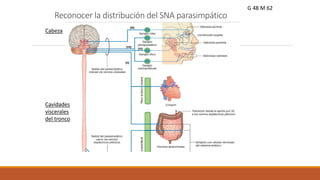 Reconocer la distribución del SNA parasimpático 
Cabeza 
Cavidades 
viscerales 
del tronco 
G 48 M 62 
 