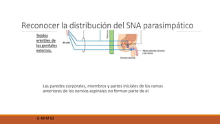 Reconocer la distribución del SNA parasimpático 
Tejidos 
eréctiles de 
los genitales 
externos. 
Las paredes corporales, miembros y partes iniciales de los ramos 
anteriores de los nervios espinales no forman parte de el 
G 48 M 62 
 