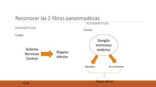 Reconocer las 2 fibras parasimpáticas 
PRESINÁPTICAS 
Largas 
POSTSINÁPTICAS 
Cortas 
Sistema 
Nervioso 
Central 
Órgano 
efector 
Ganglio 
Intrínseco 
entérico 
Cercano En el mismo 
Órgano efector 
M 64 
 