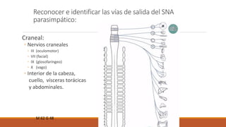 Reconocer e identificar las vías de salida del SNA 
parasimpático: 
Craneal: 
◦ Nervios craneales 
◦ III (oculomotor) 
◦ VII (facial) 
◦ IX (glosofaríngeo) 
◦ X (vago) 
◦ Interior de la cabeza, 
cuello, vísceras torácicas 
y abdominales. 
M 62 G 48 
 