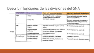 Describir funciones de las divisiones del SNA 
M 65 
 