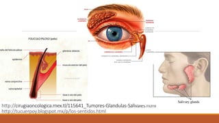 http://cirugiaoncologica.mex.tl/115641_Tumores-Glandulas-Salivales.html 
http://tucuerpoy.blogspot.mx/p/los-sentidos.html 
 