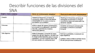 Describir funciones de las divisiones del 
SNA 
 