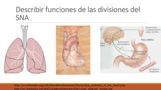 Describir funciones de las divisiones del 
SNA 
http://en.wikipedia.org/wiki/Heart#mediaviewer/File:Surface_anatomy_of_the_heart.png 
http://en.wikipedia.org/wiki/Lung#mediaviewer/File:Lungs_diagram_simple.svg 
 