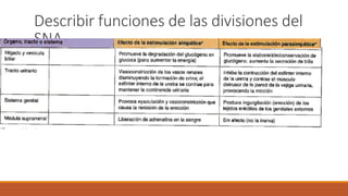 Describir funciones de las divisiones del 
SNA 
 