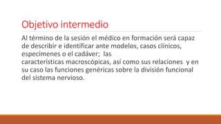 Objetivo intermedio 
Al término de la sesión el médico en formación será capaz 
de describir e identificar ante modelos, casos clínicos, 
especímenes o el cadáver; las 
características macroscópicas, así como sus relaciones y en 
su caso las funciones genéricas sobre la división funcional 
del sistema nervioso. 
 