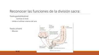 Reconocer las funciones de la división sacra: 
Tracto gastrointestinal: 
◦ Contrae el recto 
◦ Inhibe el esfínter interno del ano. 
Tracto urinario 
◦ Micción 
M 65 
 