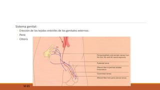 Sistema genital: 
◦ Erección de los tejidos eréctiles de los genitales externos: 
◦ Pene 
◦ Clítoris 
M 65 
 