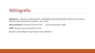 Bibliografía: 
MOORE K.L., DALLEY A.F.,AGUR A.M.R.. ANATOMÌA CON ORIENTACIÓN CLÍNICA 6ª Ed. Wolters 
Kluwer/LippincottWilliams & Wilkins- Pha. 2010. 
Neuroanatomía Funcional y Clínica 4ª Ed. Jairo Bustamante B. 2007 
GRAY Anatomía para estudiantes 2ª Ed. 
Richard L. Drake/Wayne Vogl & Adam W. M. Mintchel 
 