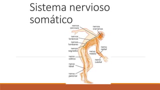 Sistema nervioso 
somático 
 