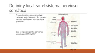 Definir y localizar el sistema nervioso 
somático 
Proporciona inervación sensitiva y 
motora a todas las partes del cuerpo, 
excepto las vísceras, musculo liso y 
glándulas. 
Está compuesto por las porciones 
somáticas del SNC y SNP 
M p. 57 
 