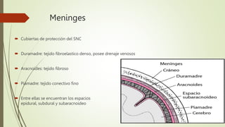 Meninges
 Cubiertas de protección del SNC
 Duramadre: tejido fibroelastico denso, posee drenaje venosos
 Aracnoides: tejido fibroso
 Piamadre: tejido conectivo fino
 Entre ellas se encuentran los espacios
epidural, subdural y subaracnoideo
 