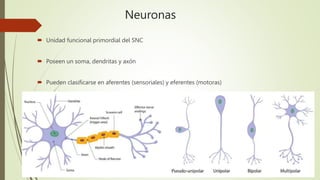 Neuronas
 Unidad funcional primordial del SNC
 Poseen un soma, dendritas y axón
 Pueden clasificarse en aferentes (sensoriales) y eferentes (motoras)
 
