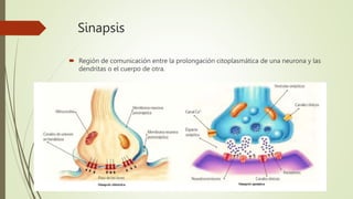 Sinapsis
 Región de comunicación entre la prolongación citoplasmática de una neurona y las
dendritas o el cuerpo de otra.
 