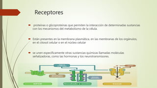 Receptores
 proteínas o glicoproteínas que permiten la interacción de determinadas sustancias
con los mecanismos del metabolismo de la célula.
 Están presentes en la membrana plasmática, en las membranas de los orgánulos,
en el citosol celular o en el núcleo celular
 se unen específicamente otras sustancias químicas llamadas moléculas
señalizadoras, como las hormonas y los neurotransmisores.
 