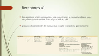 Receptores a1
 Los receptores α1 son postsinápticos y se encuentran en la musculatura lisa de vasos
sanguíneos, gastrointestinal, útero, trígono vesical y piel
 produciendo constricción del músculo liso, excepto en el sistema gastrointestinal
 
