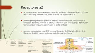 Receptores a2
 se encuentran en sistema nervioso central y periférico, plaquetas, hígado, riñones,
tejido adiposo y páncreas, son de localización pre y postsináptica.
 postsinápticos periféricos provocan arterio y venoconstricción, inhibición de la
liberación de renina, reducen el estímulo simpático y en consecuencia disminuirán
las resistencias vasculares sistémicas y el gasto cardíaco
 receptor postsináptico en el SNC provoca liberación de GH y la inhibición de la
liberación de ADH, efectos sedantes, analgésicos e hipnóticos.
 