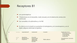 Receptores B1
 son postsinápticos
 Predominan en el miocardio, nodo sinusal y en el sistema de conducción
ventricular.
 Son sensibles a la adrenalina y a la NA
 Su efecto en el corazón es aumentar el inotropismo y el cronotropismo y en el
tejido adiposo estimulan la lipólisis.
 