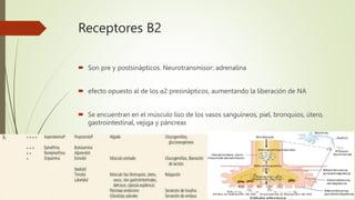 Receptores B2
 Son pre y postsinápticos. Neurotransmisor: adrenalina
 efecto opuesto al de los α2 presinápticos, aumentando la liberación de NA
 Se encuentran en el músculo liso de los vasos sanguíneos, piel, bronquios, útero,
gastrointestinal, vejiga y páncreas
 