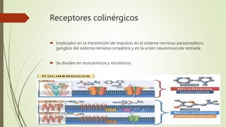 Receptores colinérgicos
 Implicados en la transmisión de impulsos en el sistema nervioso parasimpático,
ganglios del sistema nervioso simpático y en la unión neuromuscular estriada
 Se dividen en muscarínicos y nicotínicos
 
