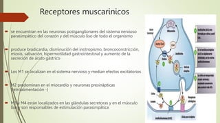 Receptores muscarinicos
 se encuentran en las neuronas postganglionares del sistema nervioso
parasimpático del corazón y del músculo liso de todo el organismo
 produce bradicardia, disminución del inotropismo, broncoconstricción,
miosis, salivación, hipermotilidad gastrointestinal y aumento de la
secreción de ácido gástrico
 Los M1 se localizan en el sistema nervioso y median efectos excitatorios
 M2 predominan en el miocardio y neuronas presinápticas
(retroalimentación -)
 M3 y M4 están localizados en las glándulas secretoras y en el músculo
liso y son responsables de estimulación parasimpática
 