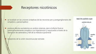 Receptores nicotínicos
 se localizan en las uniones sinápticas de las neuronas pre y postganglionares del
simpático y parasimpático
 produce efectos excitatorios en ambos sistemas, pero el efecto final es
predominantemente simpático con hipertensión y taquicardia a través de la
liberación de adrenalina y NA de la médula suprarrenal
 receptores de la unión neuromuscular estriada
 