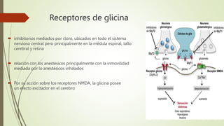 Receptores de glicina
 inhibitorios mediados por cloro, ubicados en todo el sistema
nervioso central pero principalmente en la médula espinal, tallo
cerebral y retina
 relación con los anestésicos principalmente con la inmovilidad
mediada por lo anestésicos inhalados
 Por su acción sobre los receptores NMDA, la glicina posee
un efecto excitador en el cerebro
 