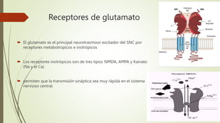 Receptores de glutamato
 El glutamato es el principal neurotrasmisor excitador del SNC por
receptores metabotropicos e inotrópicos
 Los receptores inotrópicos son de tres tipos: NMDA, AMPA y Kainato
(Na y el Ca)
 permiten que la transmisión sináptica sea muy rápida en el sistema
nervioso central.
 