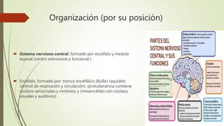 Organización (por su posición)
 Sistema nervioso central: formado por encéfalo y medula
espinal (centro estructural y funcional )
 Encéfalo, formado por: tronco encefálico (Bulbo raquídeo
control de respiración y circulación), (protuberancia contiene
núcleos sensoriales y motores) y (mesencéfalo con núcleos
visuales y auditivos)
 