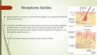 Receptores táctiles
 algunas partes en la piel y en otros muchos tejidos, son capaces de detectar
el tacto y la presión
 corpúsculo de Meissner es una terminación nerviosa encapsulada alargada
perteneciente a una gran fibra nerviosa sensitiva mielínica (de tipo Aβ)
sensibles al movimiento de los objetos sobre la superficie de la piel, y a la
vibración de baja frecuencia
 discos de Merkel receptores táctiles de terminación bulbar
 